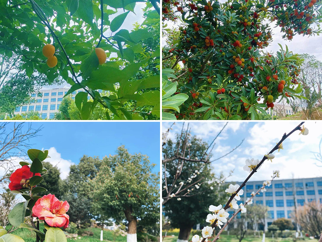 植樹(shù)節(jié)|守護(hù)綠色家園的秘密武器!