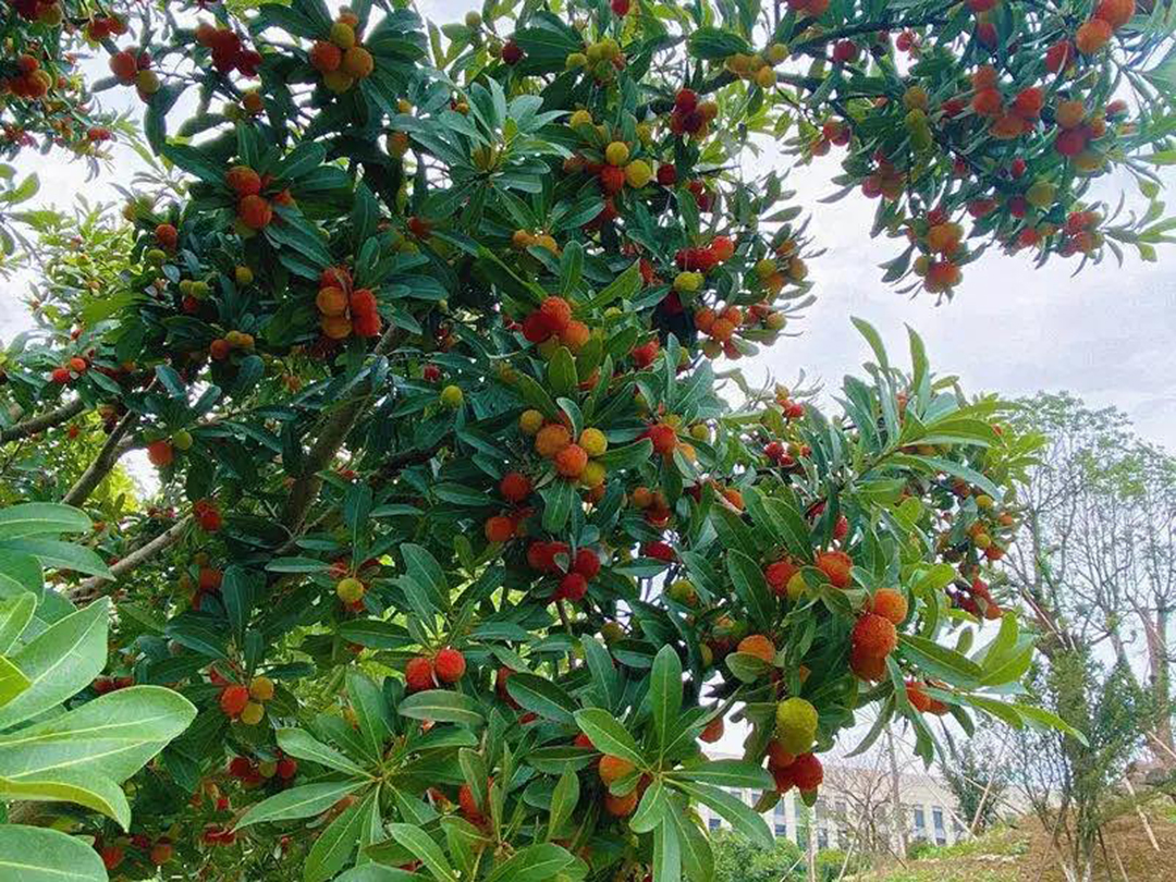 風景這邊獨好！東大環境美景一覽，請查收